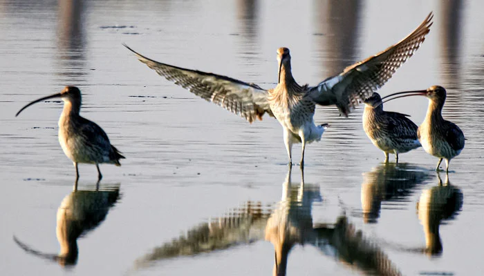 Protecting migratory birds