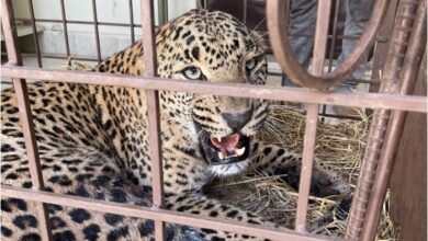 leopard rescued from AJK