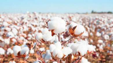 Pakistan largest importer US cotton