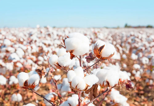 Pakistan largest importer US cotton