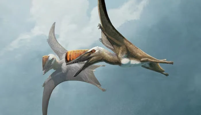 ancient flying reptiles with rare fossil