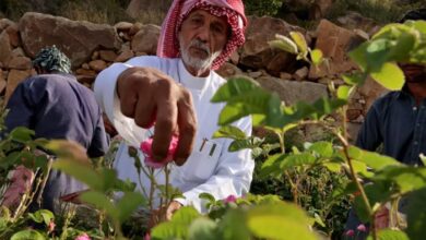 Saudi city of roses