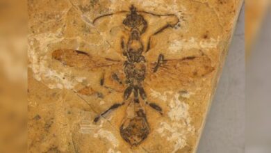 ant preserved in 113 million-year-old