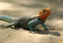 Indian wildlife smuggler