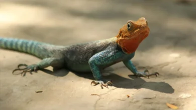 Indian wildlife smuggler