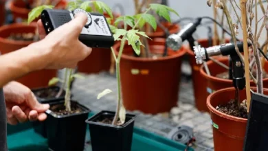 Research finds that when plants talk