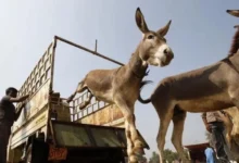 licences to export donkey meat