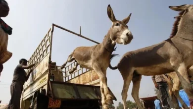licences to export donkey meat